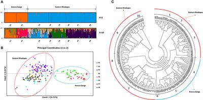 Genetic and Flower Volatile Diversity in Natural Populations of Origanum vulgare subsp. hirtum (Link) Ietsw. in Bulgaria: Toward the Development of a Core Collection